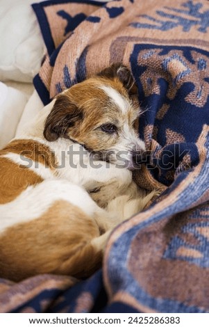 Similar – Foto Bild Jackrussel-Hund auf der Couch liegend