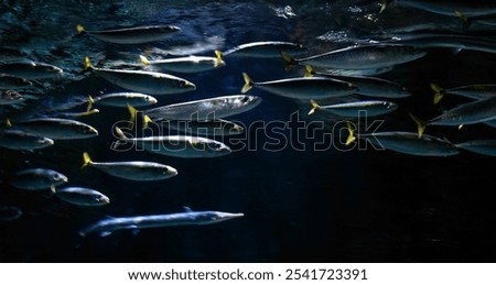 Similar – Image, Stock Photo Fish at the Baltic Sea