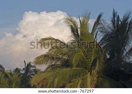 Palm Tree and Clouds