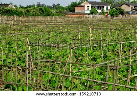 PENGZHOU, CHINA:  Grape vines growing on bamboo poles in a Sichuan province vineyard