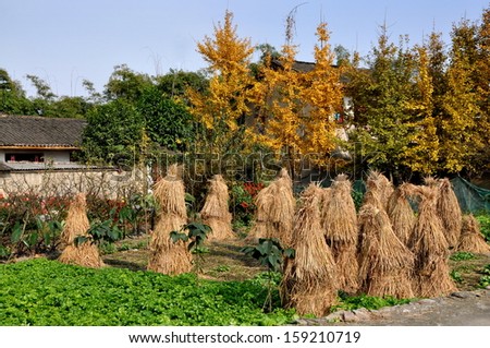 PENGZHOU, CHINA: Stacked bundles of drying rice plant stalks sit next to a small plot of parsley plants in front of a row of Gingko trees resplendant in their golden-yellow Autumnal foliage