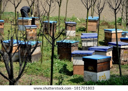 Pengzhou, China - March 14, 2014: Wooden boxes contain the hives of thousands of buzzing bees at a local apiary in Spring