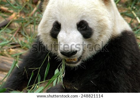 Chengdu, China - April 28, 2005:  A giant panda eating a shoot of bamboo at the Chengdu Panda Preserve Park