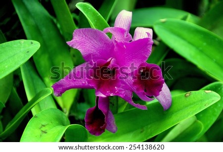 Singapore - December 22, 2007:  Purple Cattleya orchid at the Singapore Botanic Gardens famed National Orchid Garden