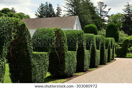 Portsmouth, Rhode Island - July 16, 2015:  Unique clipped privet topiary arched hedge at Green Animals Topiary Gardens