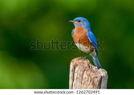 An Eastern Bluebird (Sialia sialis) perched on a fence post holding an injured leg close to its body. Stock fotó © 