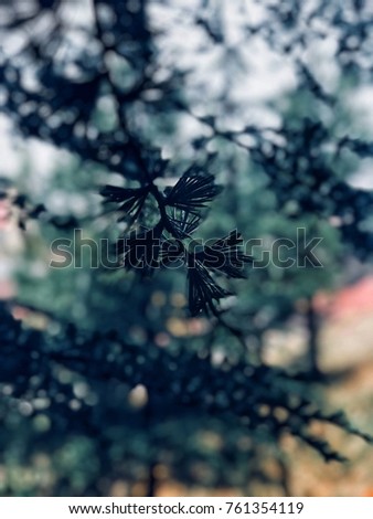 pine in macro.. Stok fotoğraf © 