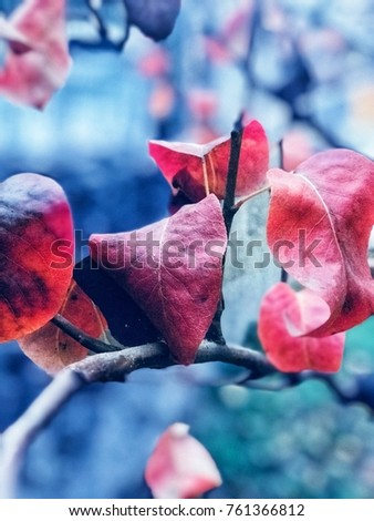 red leafs in fall.. Stok fotoğraf © 
