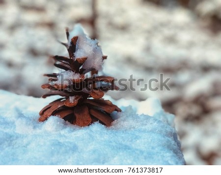 a litte pine cone in winter Stok fotoğraf © 