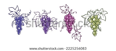Colorful grapes collection illustration hand drawn vintage drawing berry fruits design