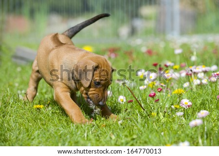 Adorable little Rhodesian Ridgeback puppy playing in the backyard with daisy flowers. Funny expression in its face. The little dogs are five weeks of age.
