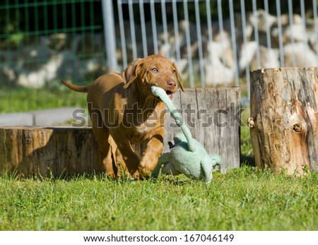 cute puppy playing outside in garden with a toy. the little dog is running with funny expression in face.