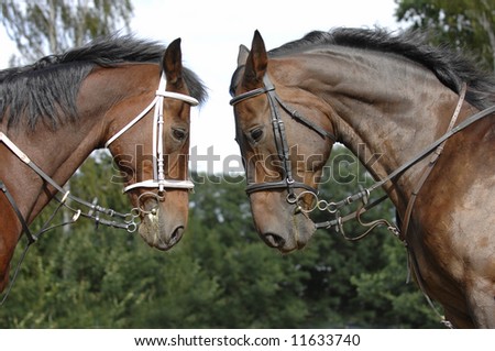 Two Beautiful Brown Horses Standing Face To Face In Front Of A Green ...