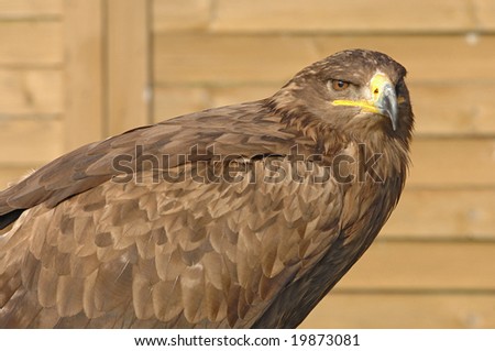 A brown eagle with nice expression in his eyes on a wooden background
