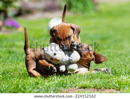 A litter of beautiful Rhodesian Ridgeback puppies are playing with a dog toy in backyard. Image taken on a sunny day in summer.