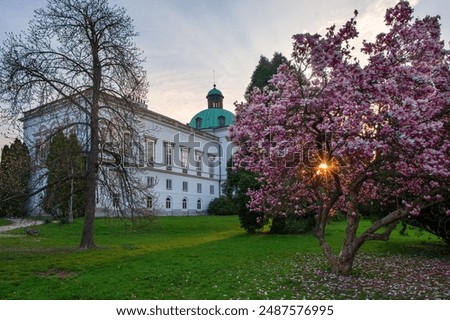 Similar – Image, Stock Photo Blooming magnolia