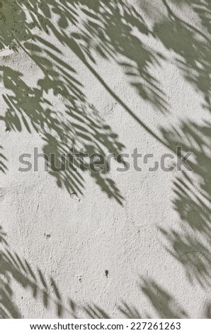 the shadow of the leaves on a white wall