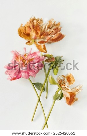 Similar – Image, Stock Photo withered beauty