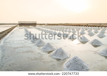 Heap of sea salt in a field prepared for harvest