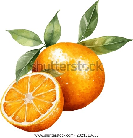 Watercolor Tangerine Illustration. Hand-drawn fresh food design element isolated on a white background.