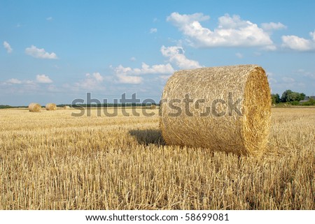 Packs of straw on the field