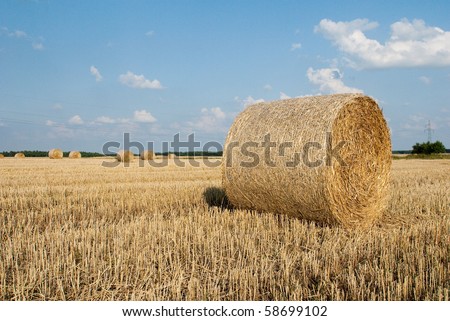 Packs of straw on the field