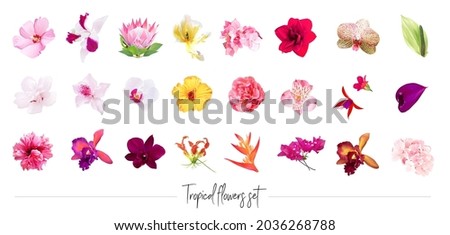 Exotic tropical flowers big vector clipart set. Orchid, strelitzia, hibiscus, bougainvillea, gloriosa, protea, tulip, hydrangea, fuchsia. Jungle floral design. Island flowers. Isolated and editable