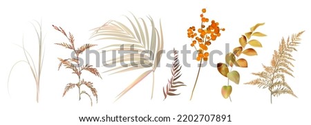 Similar – Image, Stock Photo Dried fern leaves in the sun.