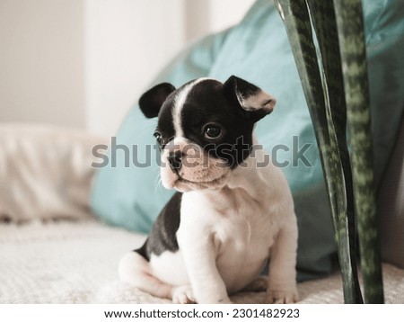 Similar – Image, Stock Photo Cute black puppy sitting in street