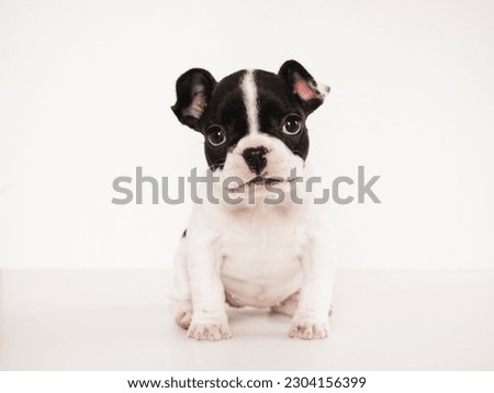 Similar – Image, Stock Photo Cute puppy sitting in field in summer day