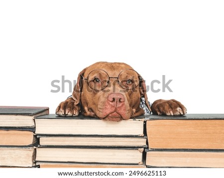 Similar – Image, Stock Photo Cute dog lying on carpet