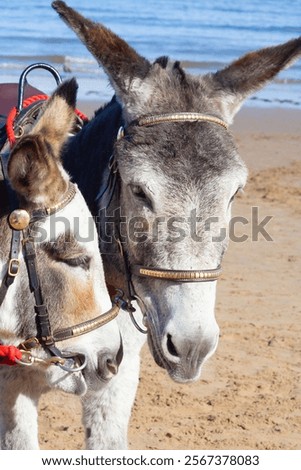 Similar – Image, Stock Photo Holidaymakers at the sea