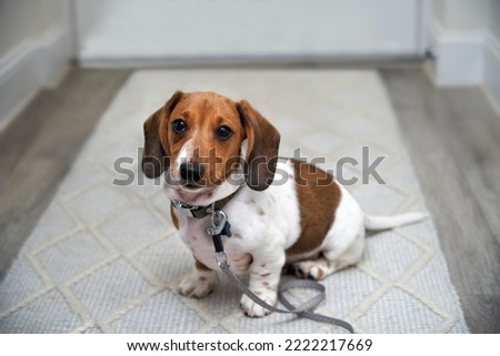 Similar – Image, Stock Photo dachshund in a door , cuba