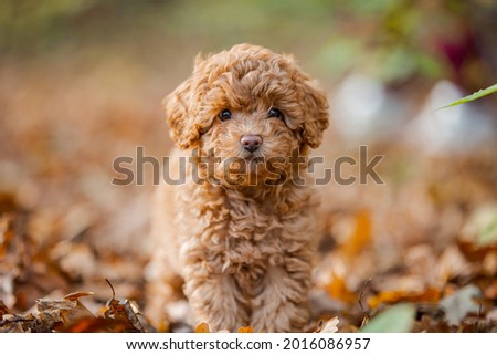 Little brown poodle. Small puppy of toypoodle breed. Cute dog and good friend. Dog games, dog training. Be my friend. One poodle in the forest.