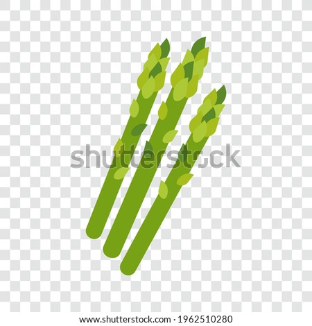 Green asparagus isolated vector illustration.