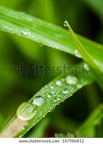 Fresh dew drops on a green grass leaf in the morning