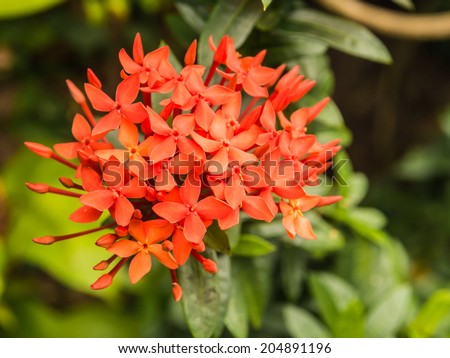 Close up blooming red flowers of West Indian Jasmine used for paying homage to teacher in Thaiand