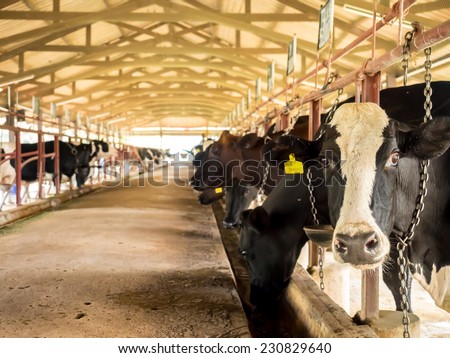 Milk cow cattle in farm for food industry