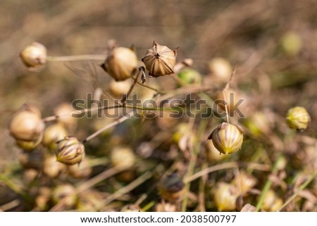 Close-up of freshly harvested flax bolls lying on the field for retting. Flax cultivation in Belgium. Stok fotoğraf © 
