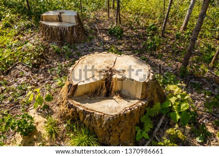 Similar – Image, Stock Photo Tree stump from felled tree in front of chimney with smoke from fossil fuel power plant