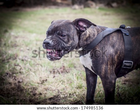 Staffordshire Bull Terrier furious