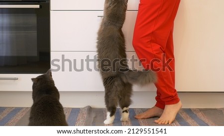 Similar – Image, Stock Photo nice kitchen floor foot