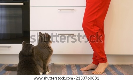 Similar – Image, Stock Photo nice kitchen floor foot