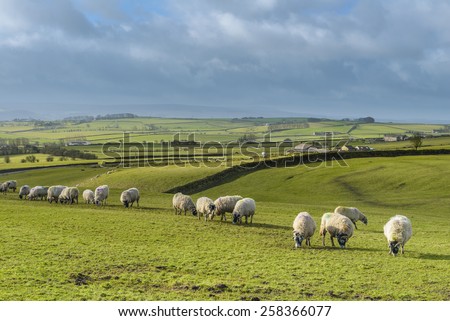 Green fields in the English countryside with grazing sheep and blue sky.