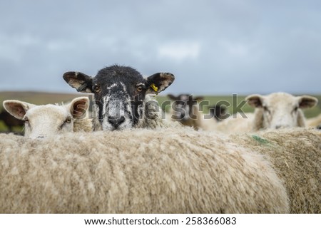 Sheep in the Yorkshire dales England countryside staring intently while hiding behind another sheep.