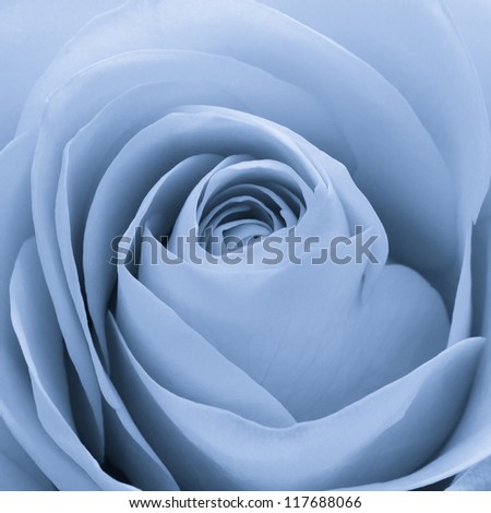 close up of blue rose petals