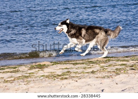 husky running on the beach
