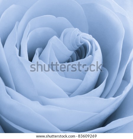 close up of blue rose petals