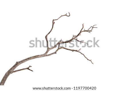 Dead tree isolated on white background, Dead branches of a tree.Dry tree branch.Part of single old and dead tree on white background. Foto stock © 
