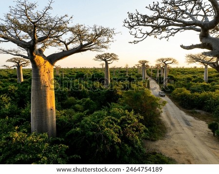 Similar – Image, Stock Photo An avenue with pink blossoming almond trees